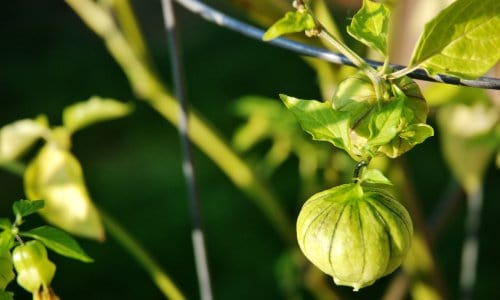 θερμάνουν ανεκτικά λαχανικά tomatillos