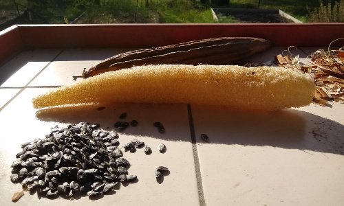 Θερμάνετε ανεκτικά λαχανικά Luffa Sponges