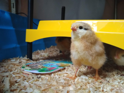Dixie Rainbow Chick