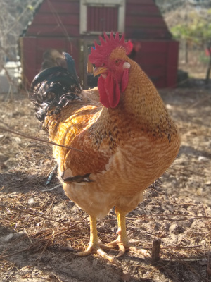 Dixie Rainbow Rooster