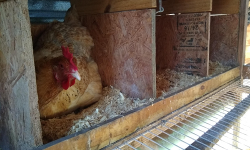 Broody Dixie Rainbow Hen