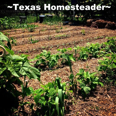 Home Garden στο Τέξας με φυτά λαχανικών που αναπτύσσονται σε σειρές. Το σπίτι λαχανικών μπορεί να αναπτύξει πολλά υγιεινά θρεπτικά τρόφιμα για την οικογένειά σας. #Texashomesteader