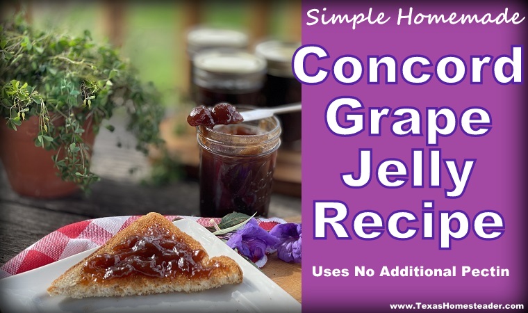 Σπιτικό concord grape jell jam #texashomesteader