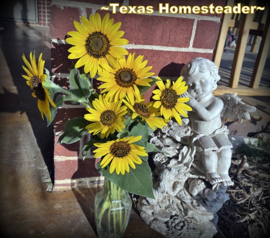 Sunflower Bouquet Angel Angembrance Λουλούδια #texashomesteader